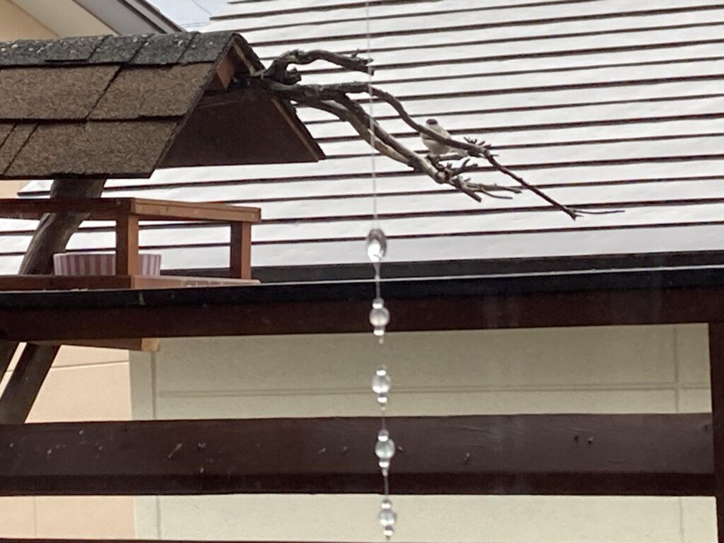 バードテーブルにハシブトガラ