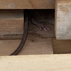 ちいさな侵入者