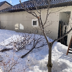 こんなにしてしまってごめんね…樹の生命力を信じて！